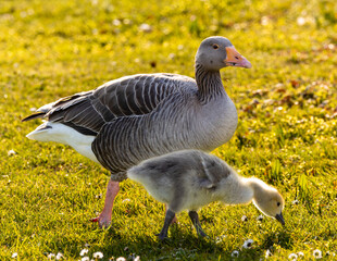 Canadian goose parent watching over a gosling.