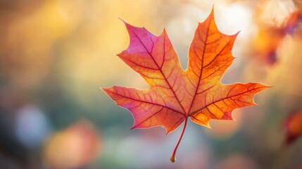 Obraz premium Vibrant Autumn Leaf in Red and Orange Hues