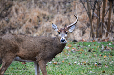 8 Point Buck Lost Half Rack 2 Days Ago. 12-26-2004