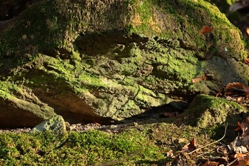 Bemooster Felsen im Habichtswald
