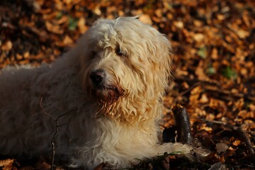 Goldendoodle mit Stock