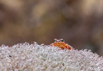 Frog sits on the moss in the mountains.