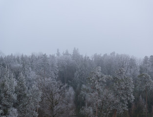 Waldbäume im Winter von oben mit einer Drohne fotografiert
