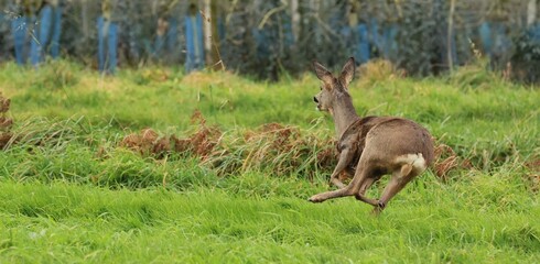 A la recherche de sangliers dans les épines, il ne semblait pas y avoir d'animaux lorsque un chevreuil bondit à toute allure.
