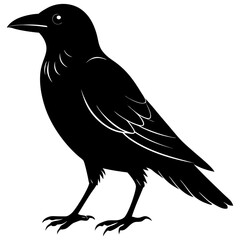 crow on a white background
