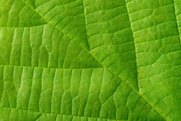 Closeup of green leaf, filling the whole canvas. Many leaf details perceptible.  Beautiful background.