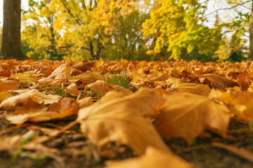 Fallen yellow maple leaves on the ground. Autumn landscape in the park.