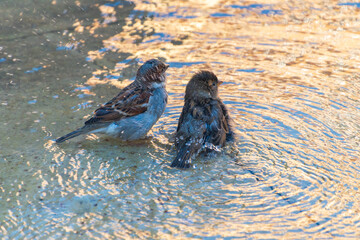 Fototapeta premium A female and male house sparrow bathing in a puddle. Passer domesticus.