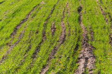 Rows of fresh green grass across a field.