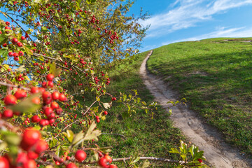 A scenic path leading uphill, framed by vibrant red berries and greenery under a bright blue sky.