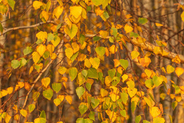 Yellow birch leaves on tree.