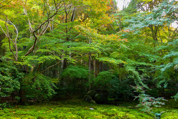 autumn scenery steeped in the garden
