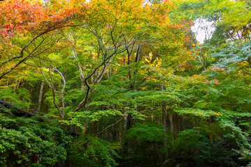 autumn scenery steeped in the garden