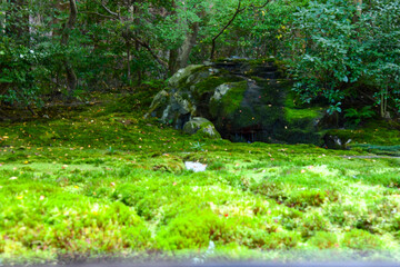 Fototapeta premium autumn scenery steeped in the garden