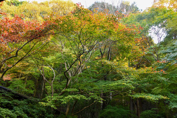 autumn scenery steeped in the garden