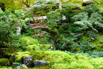 Fototapeta premium autumn scenery steeped in the garden