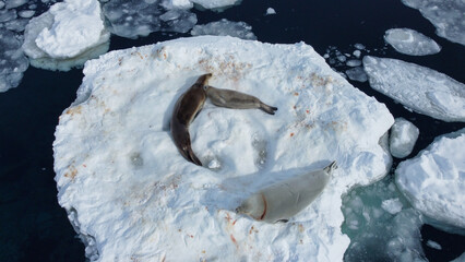 Сrabeater seal (Lobodon carcinophaga) and Weddell seals lying on the snow in Antarctica © Oleksandr Matsibura