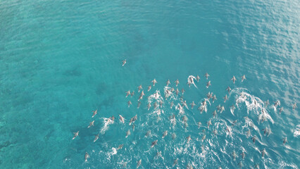 Gentoo penguins swimming in the Southern Ocean. Above view © Oleksandr Matsibura