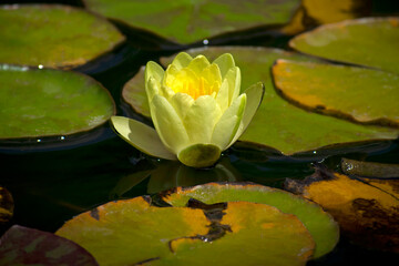 colorful lotus. Nelumbo. lotus flower on the water. sacred delicate flower in the lake. large...