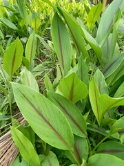 Black Curcuma plant, scientific name
Curcuma aeruginosa.
