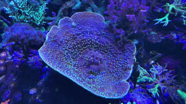 Korallen, Anemonen, Fische im Aquarium. meerwasseraquarium