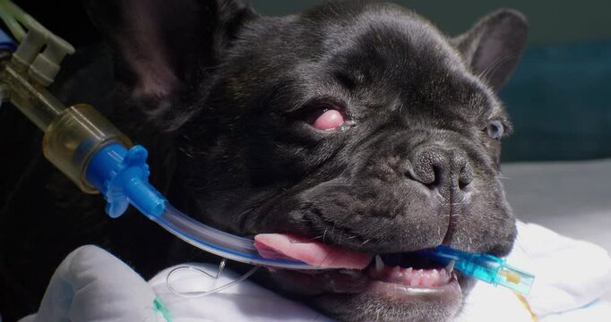 Veterinarians perform delicate surgery to correct a French Bulldog's third eyelid prolapse under general anesthesia, ensuring the health and well-being of his eyes. Third eyelid surgery in dogs.