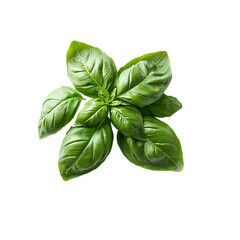 Fototapeta premium Fresh green basil leaves isolated Transparent Background.