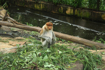 A wild Proboscis Monkey having lunch in Sabah, Malaysia