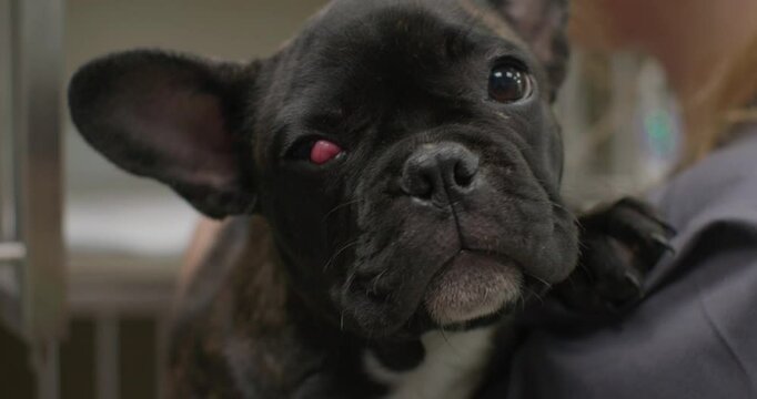 A veterinarian holds a French bulldog puppy with drooping third eyelid, also known as cherry eye, during a medical examination at a veterinary clinic. The dog is being seen by an ophthalmologist.