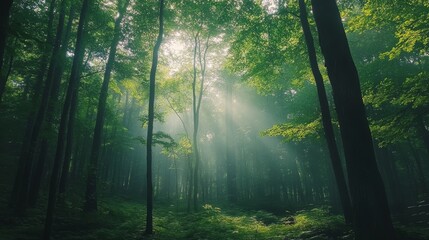 Fototapeta premium forest adventure, nature exploration, wooded trail, wildlife encounters, outdoor journey, lush greenery