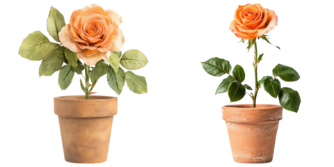 beautiful deep orange rose in rustic terracotta pots, showcasing elegance