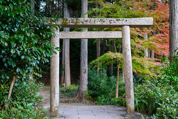Naklejka premium wooden gate in a garden