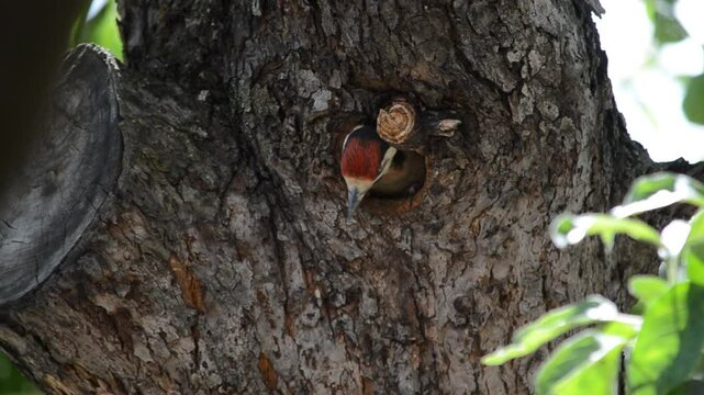 Great Spotted Woodpecker (Dendrocopos major) chick in a hollow of an old tree makes squeaking sounds in anticipation of feeding. Nestling takes food from its mother's beak.