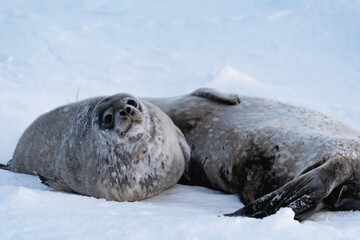 Weddell Seal pup, newborn Weddell Seal, Antarctica (Leptonychotes weddellii).