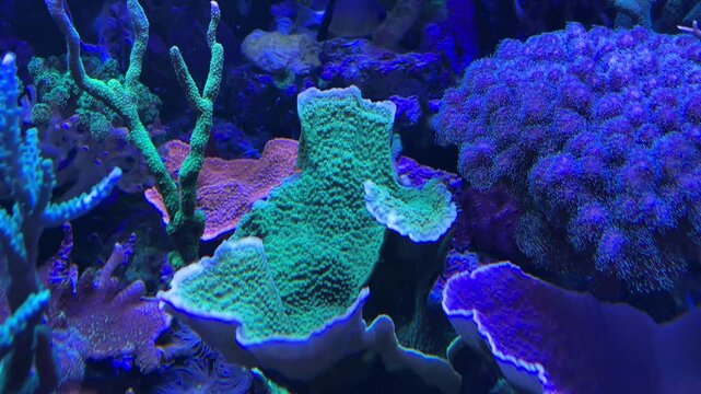 Korallen, Anemonen, Fische im Aquarium. meerwasseraquarium