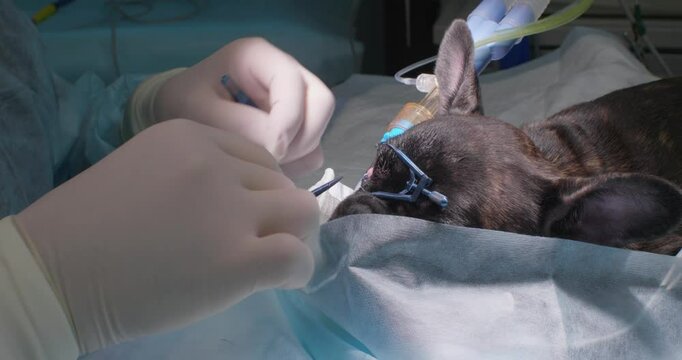 Surgical correction of a prolapsed gland of the third eyelid, also known as cherry eye, is performed by a veterinary surgeon on an anesthetized french bulldog.