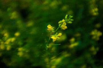 flower on green background
