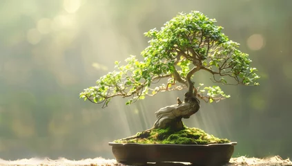 Rolgordijnen A bonsai tree growing in sunlight, symbolizing growth and resilience. © IULIIA