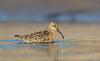 Obraz premium The curlew sandpiper - young bird at a seashore on the autumn migration way