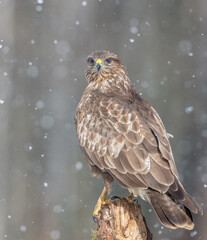 Common Buzzard in winter at a wet forest
