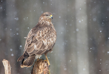 Common Buzzard in winter at a wet forest