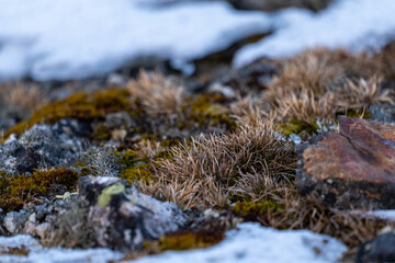 Flora in Antarctica. Nature in Antarctica. Moss. Summer in Antarctica.