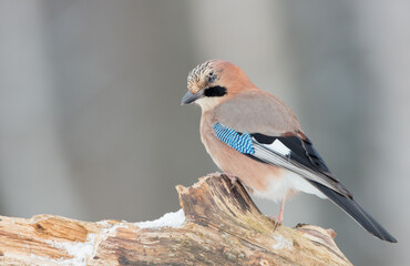 Eurasian Jay - in winter at the wet forest