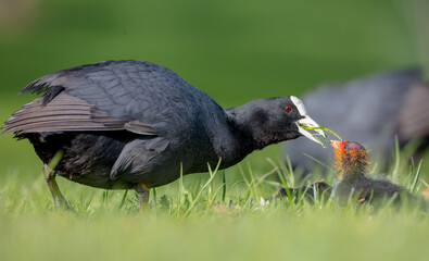 Eurasian coot - adult bird with juveniles in spring