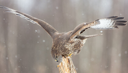 Common Buzzard in winter at a wet forest