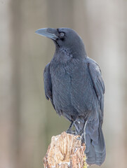 Common Raven - in winter at a wet forest