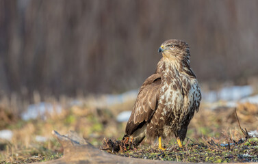 Common Buzzard in winter at a wet forest