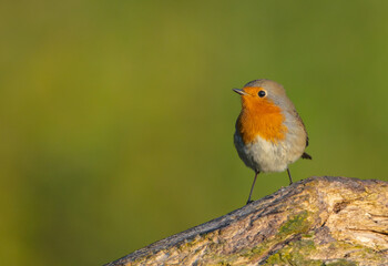 The European robin - at the wet forest in autumn