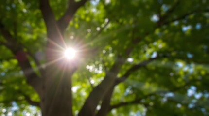 Fototapeta premium sun in the forest