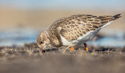 Ruddy Turnstone -  at the sea shore on autumn migration way